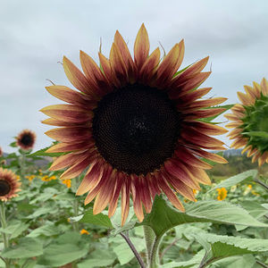 Meet your Posher, Nayeli